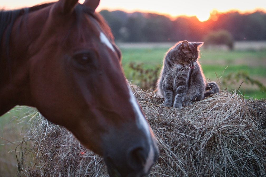 The Stock Horse And The Stable Cat: Humorous Lessons From Ranch Life