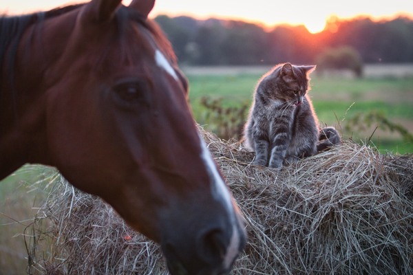 The Stock Horse And The Stable Cat: Humorous Lessons From Ranch Life
